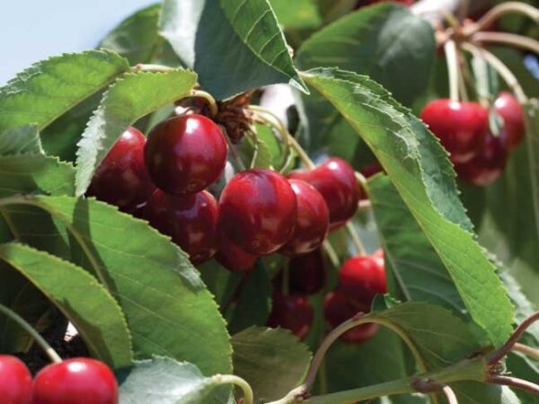 Ciliegio "Prunus Avium"