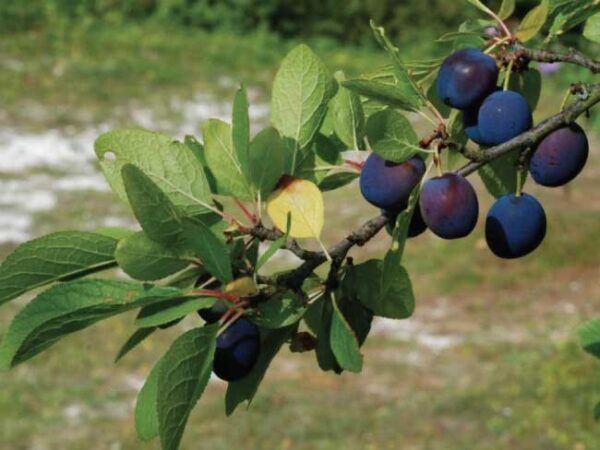 Susino "Prunus Salicina"