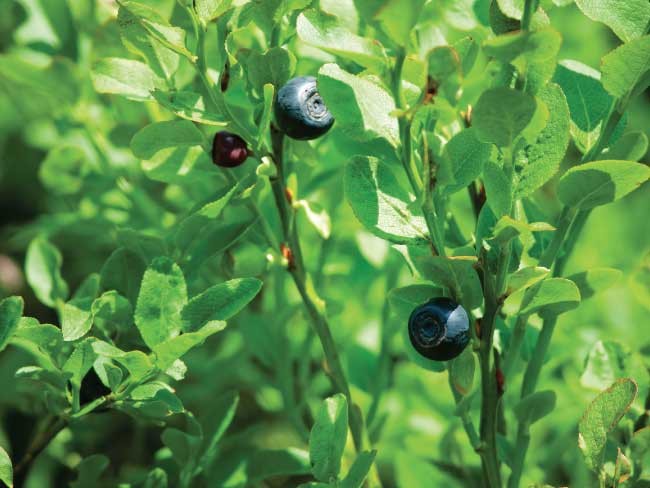 Mirtillo Nero (Vaccinium corymbosum)