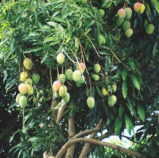 Mango - Mangifera indica - immagine 2