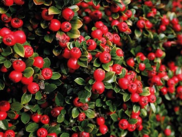 Cotoneaster "Cotognastro"