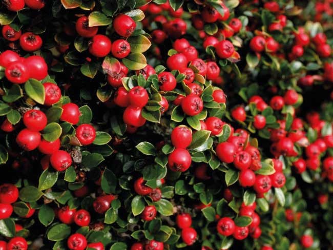 Cotoneaster "Cotognastro"