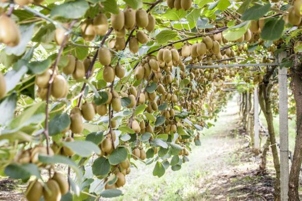 Kiwi Giallo -  "Actinidia Deliciosa"