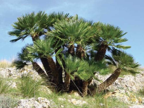 Chamaerops Humilis "Palma Nana"- Palma di San Pietro