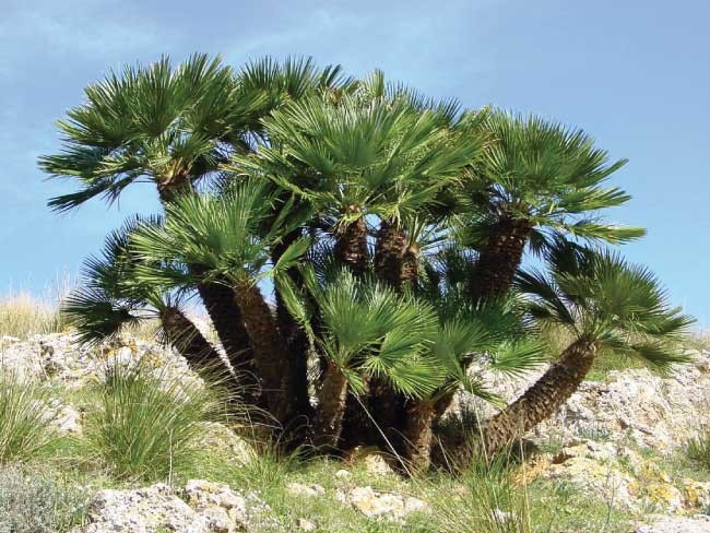 Chamaerops Humilis "Palma Nana"- Palma di San Pietro