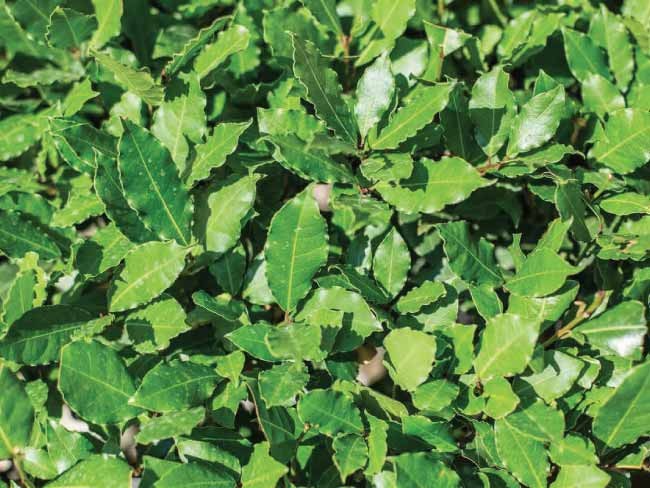 Alloro - "Laurus Nobilis"