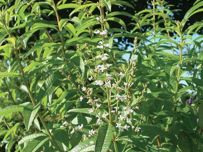 Erba Cedra - "Aloysia Citriodora"