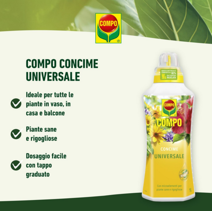 Aspidistra elatior - "Pianta di piombo" + OMAGGIO Concime Liquido - immagine 3