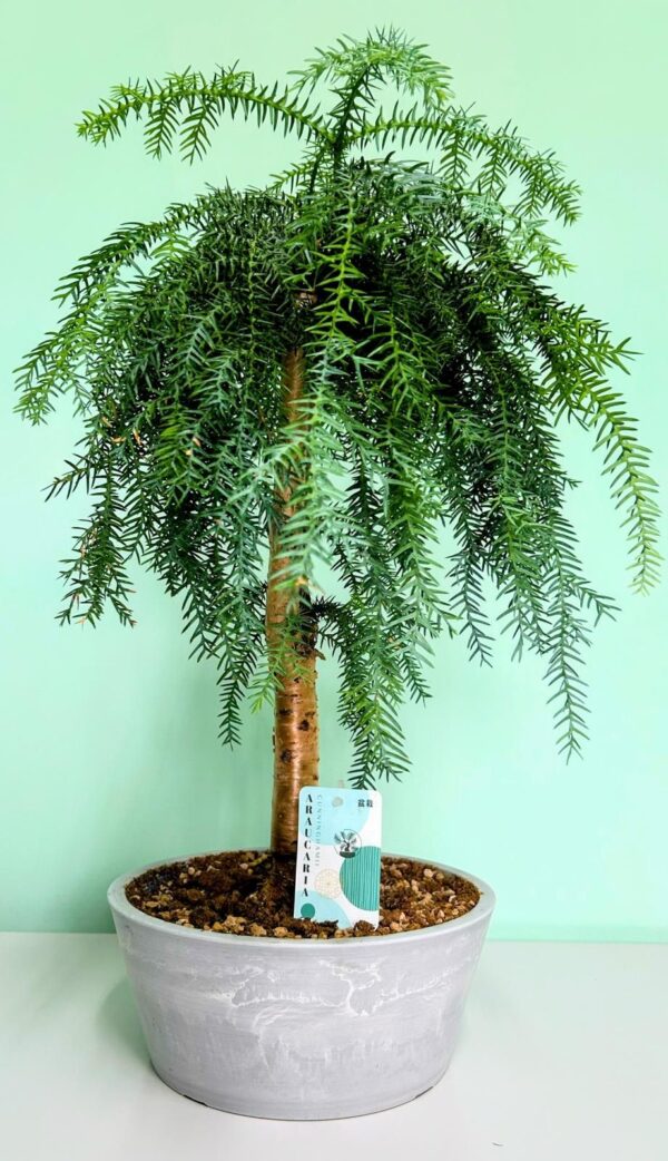 Araucaria Bonsai