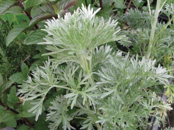 Artemisia - "Artemisia Arborescens" o "Assenzio alberoso"