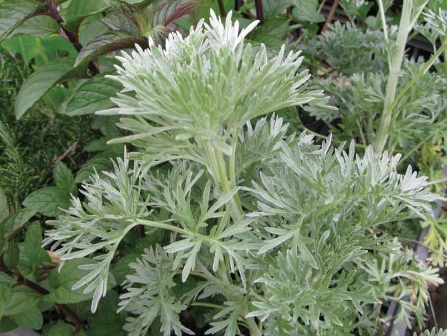 Artemisia - "Artemisia Arborescens" o "Assenzio alberoso"