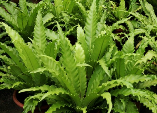 Asplenium antiquum “Osaka”