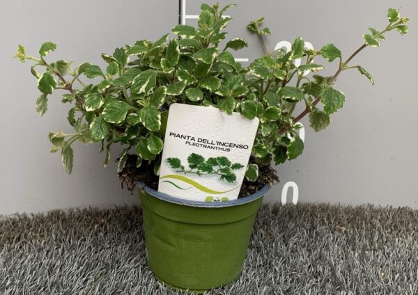 Pianta dell'incenso - "Plectranthus coleoides variegatus"