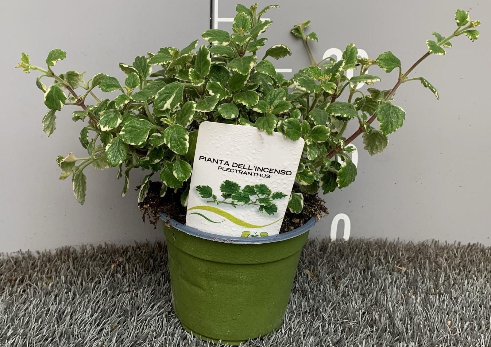Pianta dell'incenso - "Plectranthus coleoides variegatus"