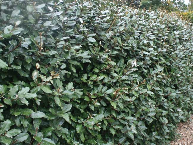 Eleagnus Ebbingei