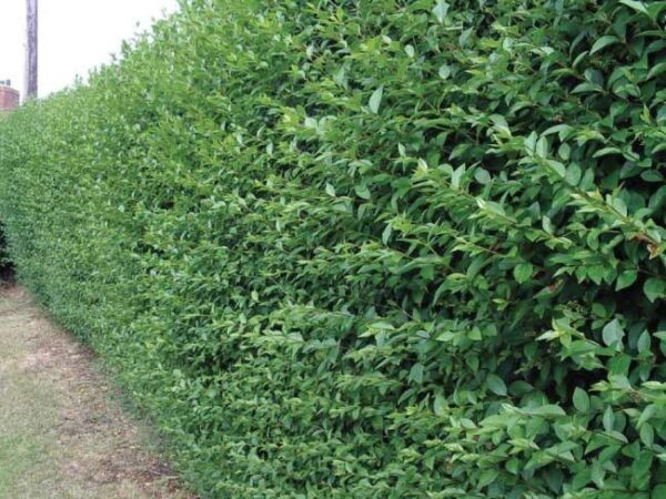 Ligustro - "Ligustrum japonicum"
