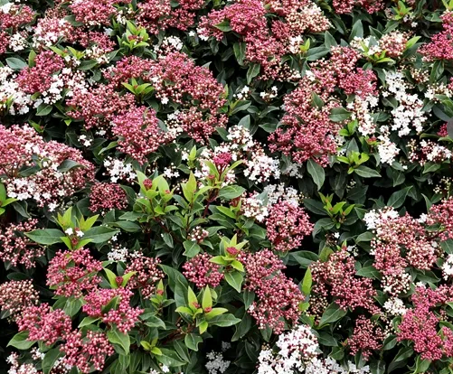 Viburno Tino - "Viburnum tinus lucidum"