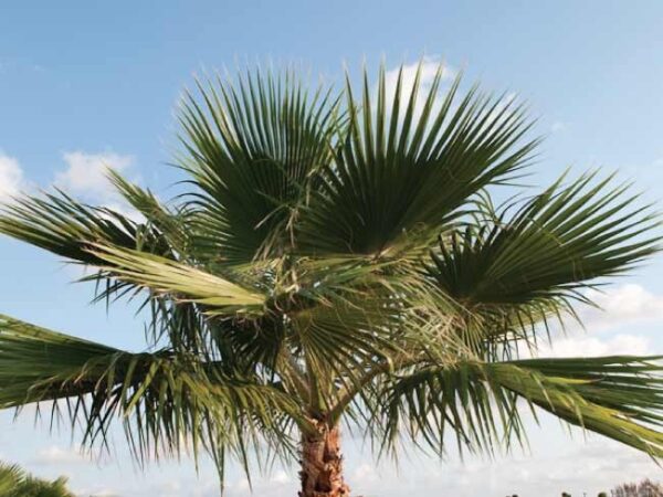 Washingtonia "robusta"