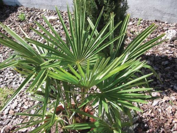 Chamaerops Excelsa " Trachycarpus Fortunei "