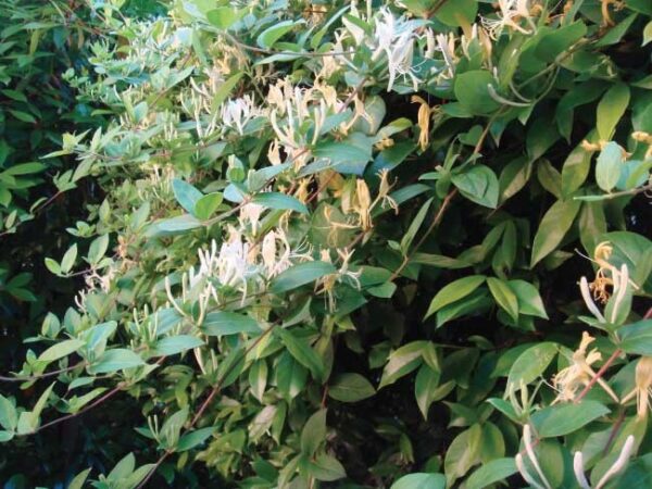 Caprifoglio "Lonicera japonica"
