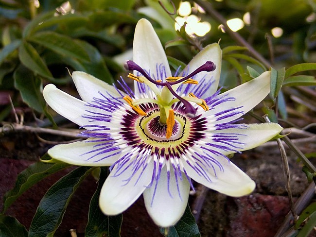 Passiflora