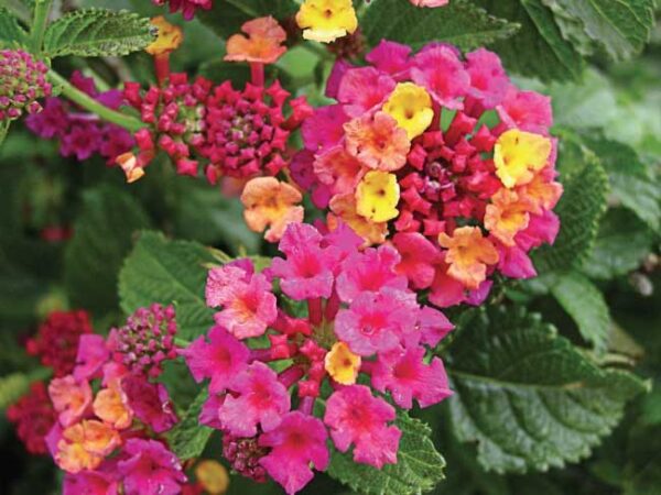 Lantana