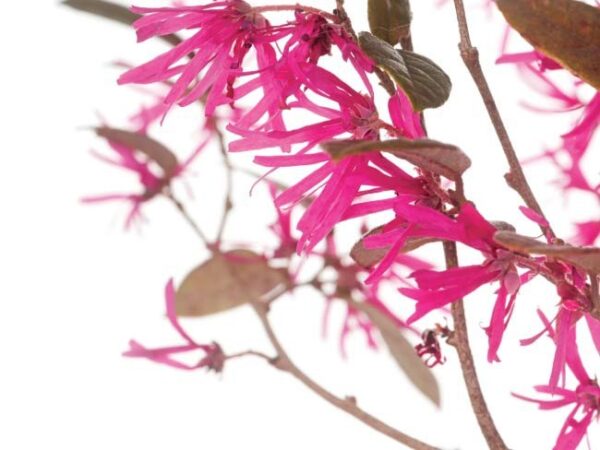 Loropetalum Chinense