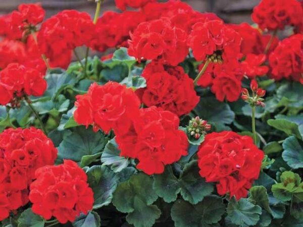 Geraneo "Pelargonium"