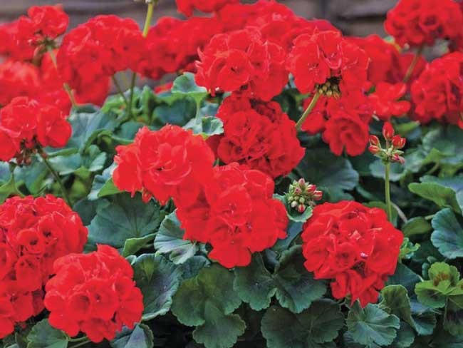 Geraneo "Pelargonium"
