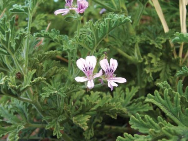 Geraneo Malvarosa "Pelargonium Graveolens"