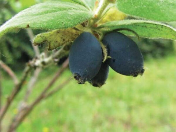 Mirtillo Siberiano (Lonicera Caerulea var. Kamtschatica)