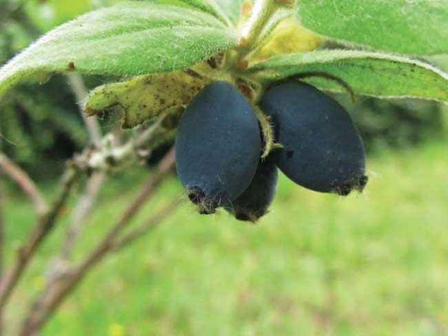 Mirtillo Siberiano (Lonicera Caerulea var. Kamtschatica)