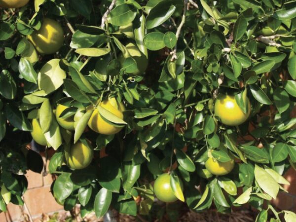Mapo "Citrus x Tangelo"