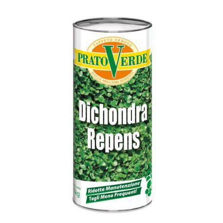 Dichondra Repens