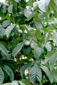 Banano di montagna "Asimina triloba"