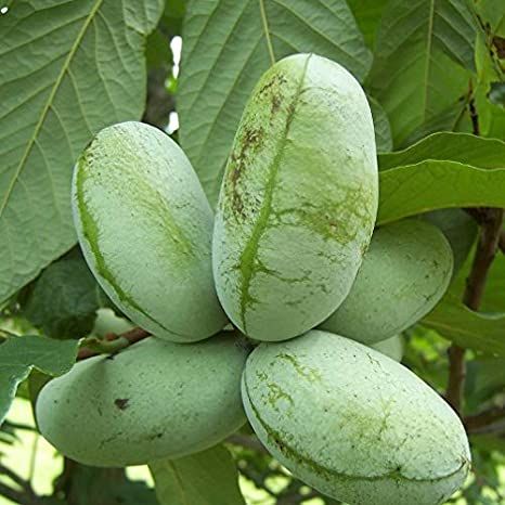 Banano di montagna "Asimina triloba" - immagine 2