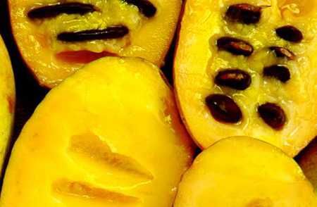 Banano di montagna "Asimina triloba" - immagine 3