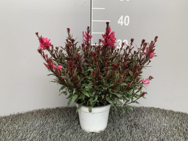 Gaura lindheimeri