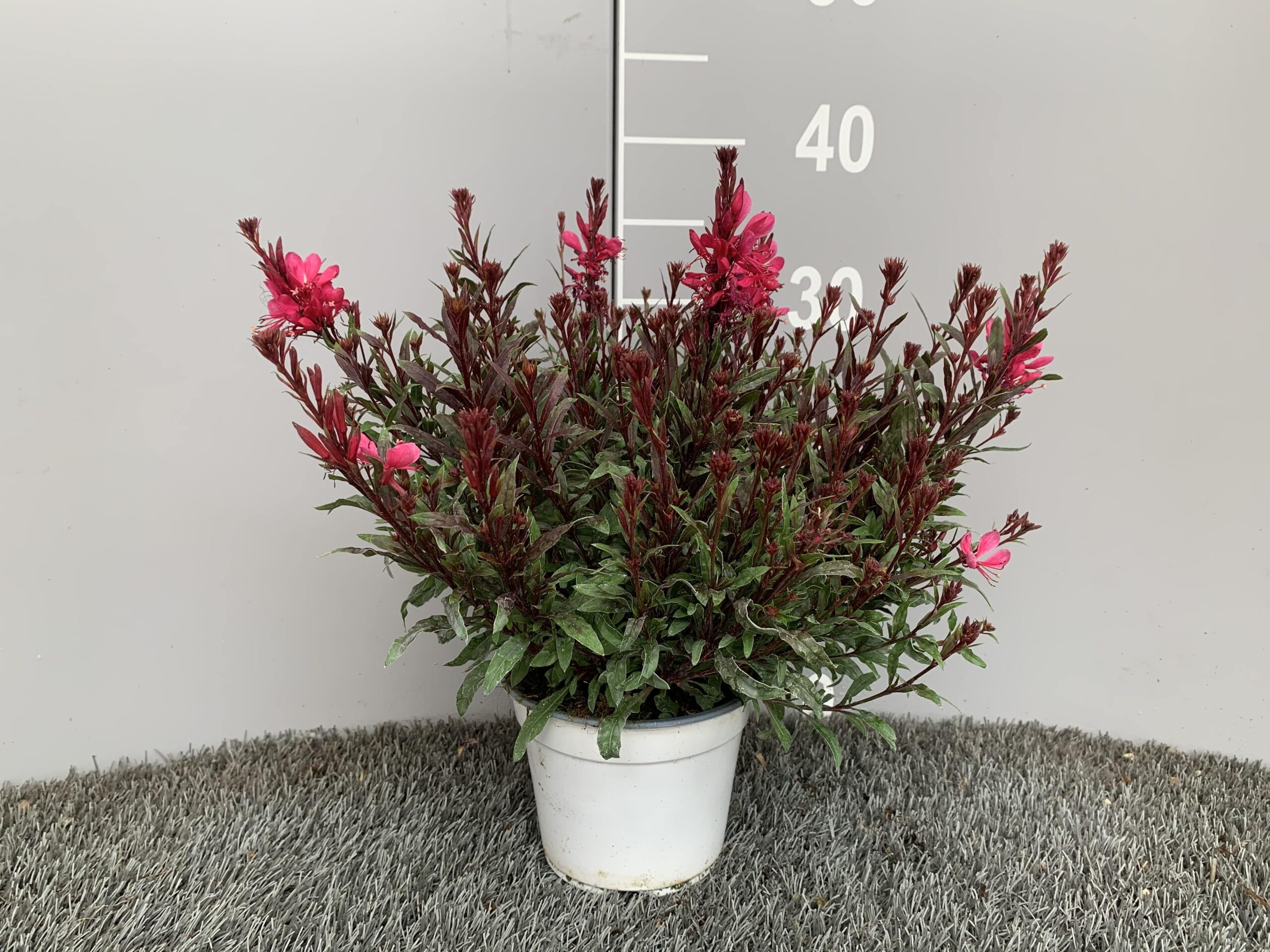 Gaura lindheimeri
