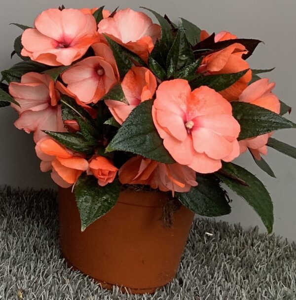 Impatiens