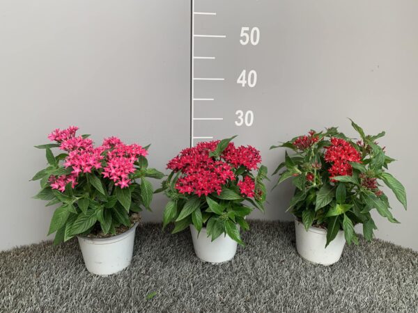 Pentas ( Stella Egiziana )