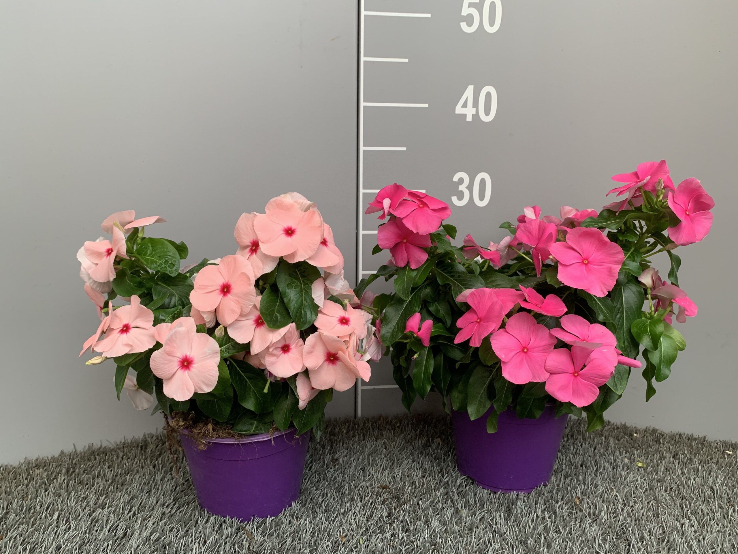 Vinca