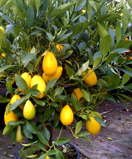 Limequat (Citrus aurantifolia x fortunella)