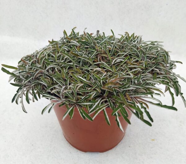 Dymondia Margaretae