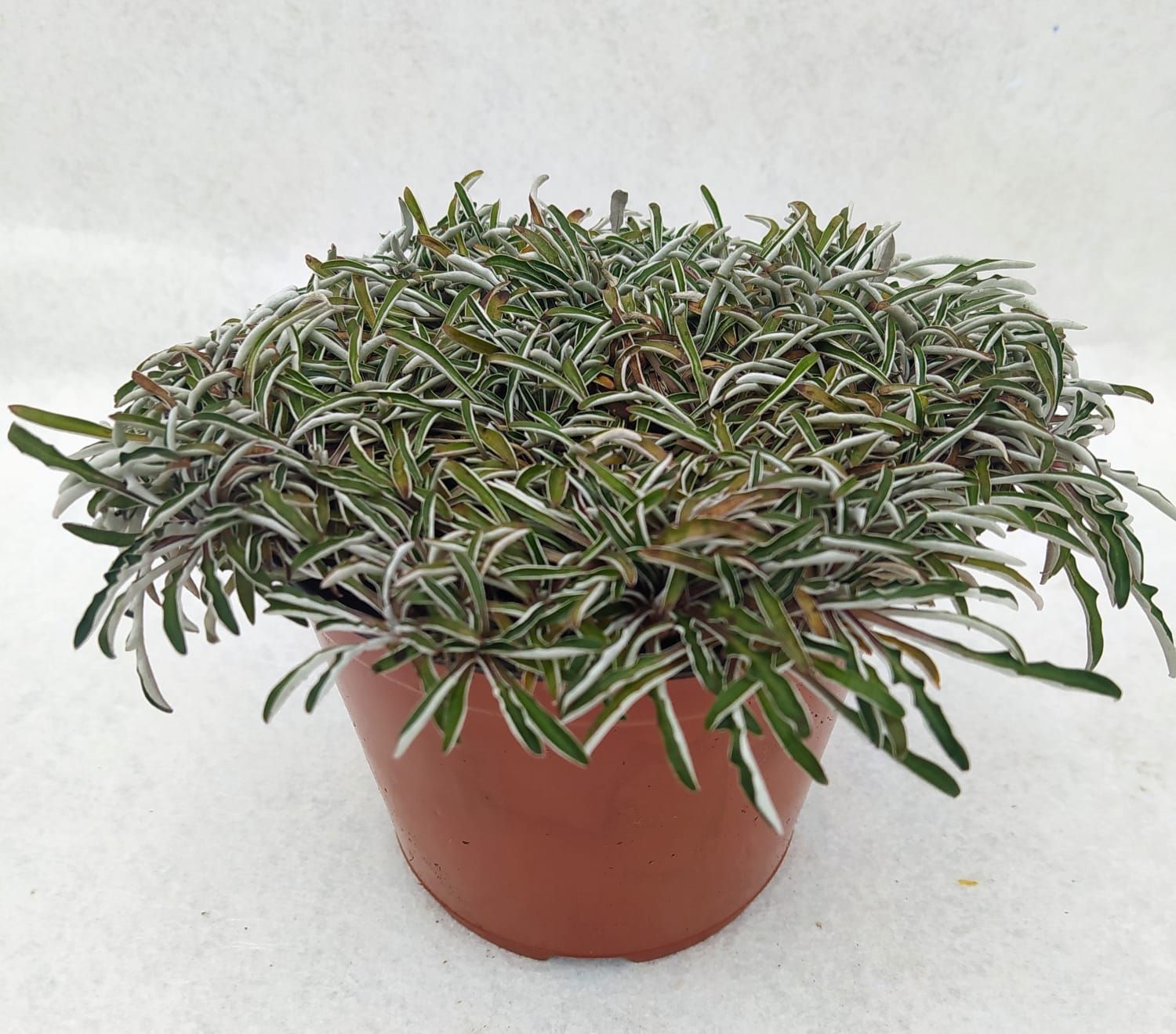 Dymondia Margaretae