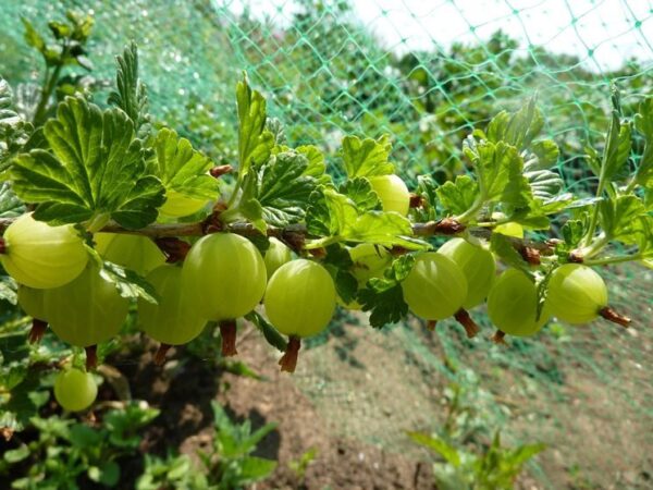 Uva Spina (Ribes uva-crispa)
