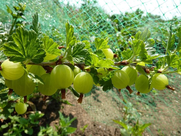 Uva Spina (Ribes uva-crispa)