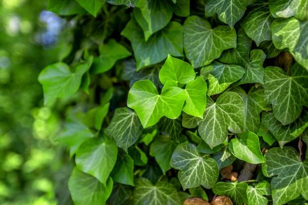 Edera "Hedera helix"