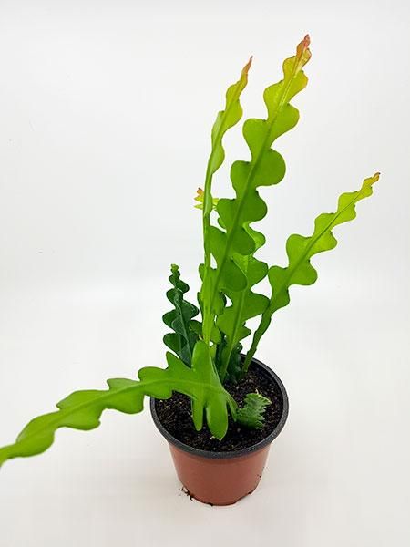 Epiphyllum Anguliger Zig Zag