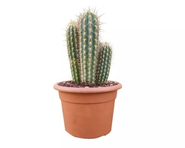 Pilosocereus